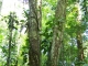 Photo précédente de Cayenne Forêt guyanaise