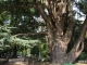 Photo suivante de Tarbes cèdre du Liban jardin Massey