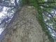Un gros chêne à Pleine Fougères...