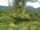 Photo précédente de Pleine-Fougères curiosité de la nature à Pleine Fougères