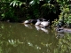 tortue d'eau au parc du Plessis