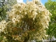 arbuste en fleur au parc du Plessis
