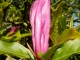 Magnolia au parc du Plessis
