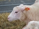Photo suivante de Brive-la-Gaillarde Le Festival de l'élevage 2013.