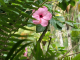 le jardin de BALATA : hibiscus