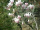 Photo suivante de Oingt Magnolias