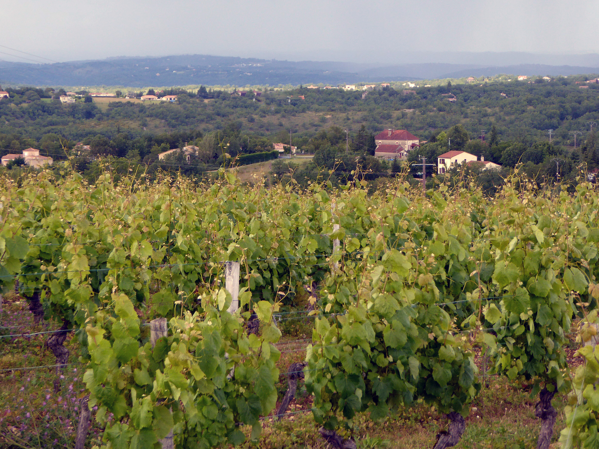 Vignobles comtes von neipperg