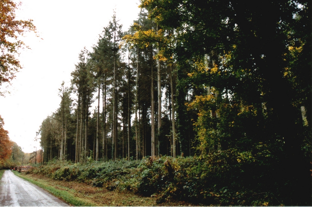 bois de guînes - forêt de guînes