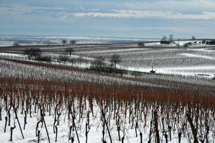 Vignes au dessus du village - Dahlenheim