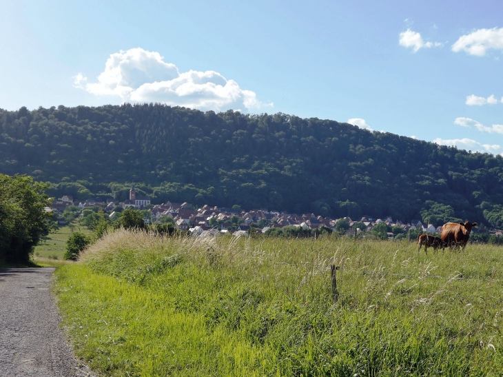 Vue sur le village - Ernolsheim-lès-Saverne