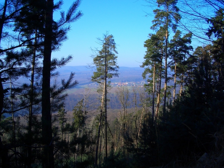 Forêt de Goersdorf vue sur Mattstall - Gœrsdorf