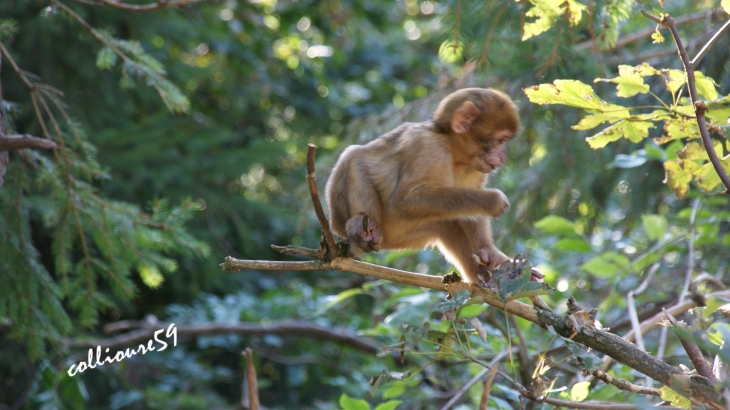 La Montagne des Singes ( très belle visite a faire ) - Kintzheim