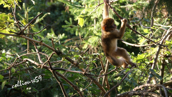 La Montagne des Singes ( très belle visite a faire ) - Kintzheim