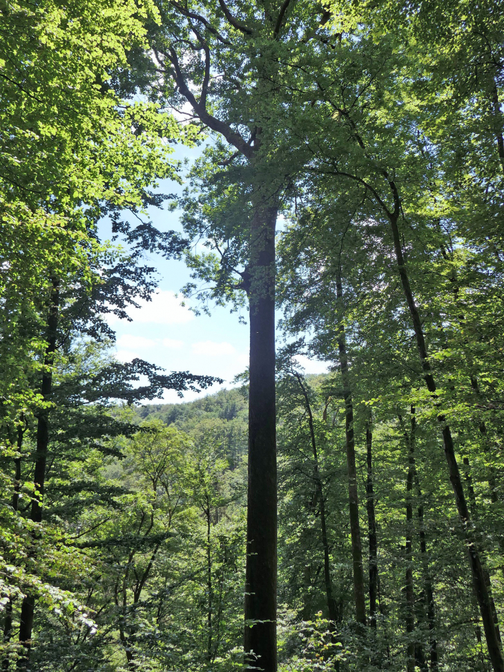 Sur le Sentier des Trois Rochers : le Grand Chêne - La Petite-Pierre