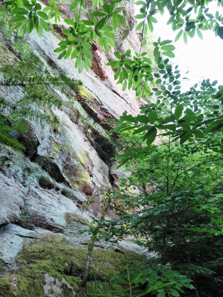 Sur le Sentier des Trois Rochers : le rocher Blanc - La Petite-Pierre