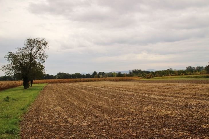 La Campagne - Marckolsheim