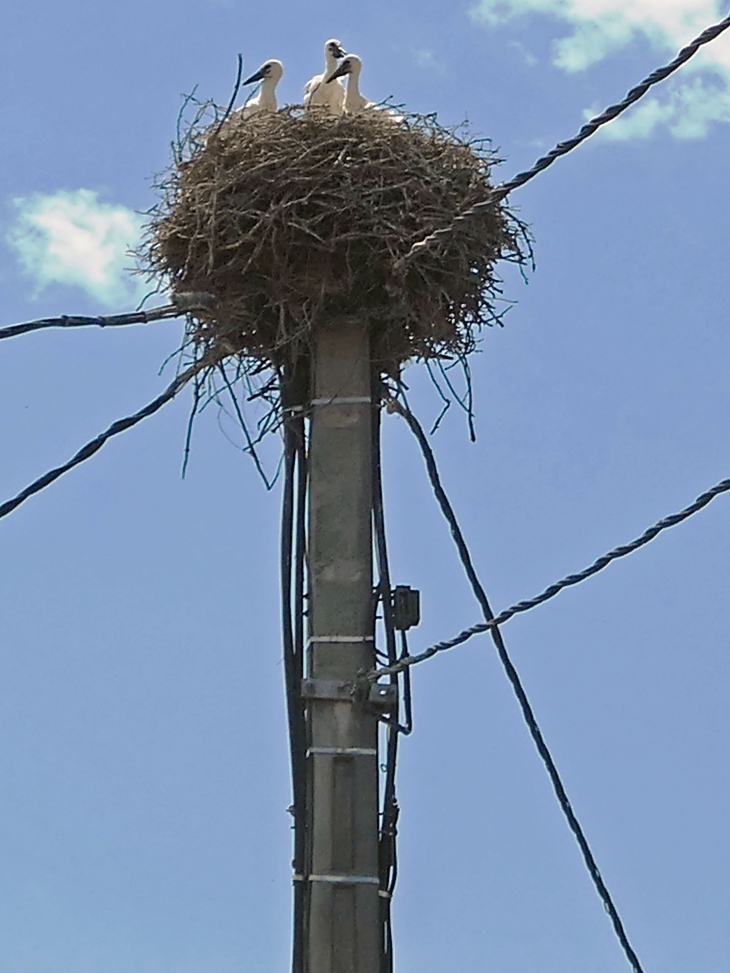 Nid de cigognes sur poteau électrique - Marmoutier