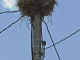 nid de cigognes sur poteau électrique