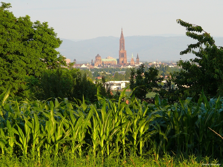 La cathédrale de Strasbourg , depuis la colline du village - Mundolsheim