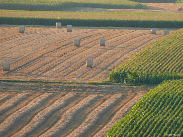 Récolte du seul agriculteur du village - Mundolsheim