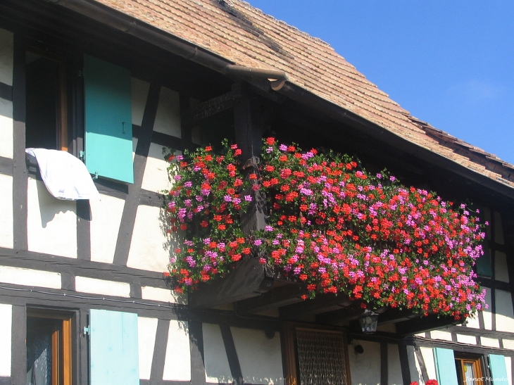 Balcon fleuri  rue du Gl de Gaulle - Mundolsheim