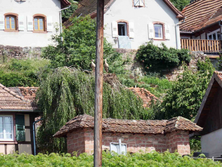 Cigognes dans les arbres - Oberbronn