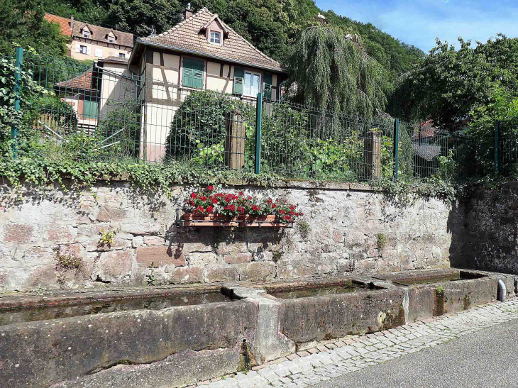 Cigognes dans les arbres - Oberbronn