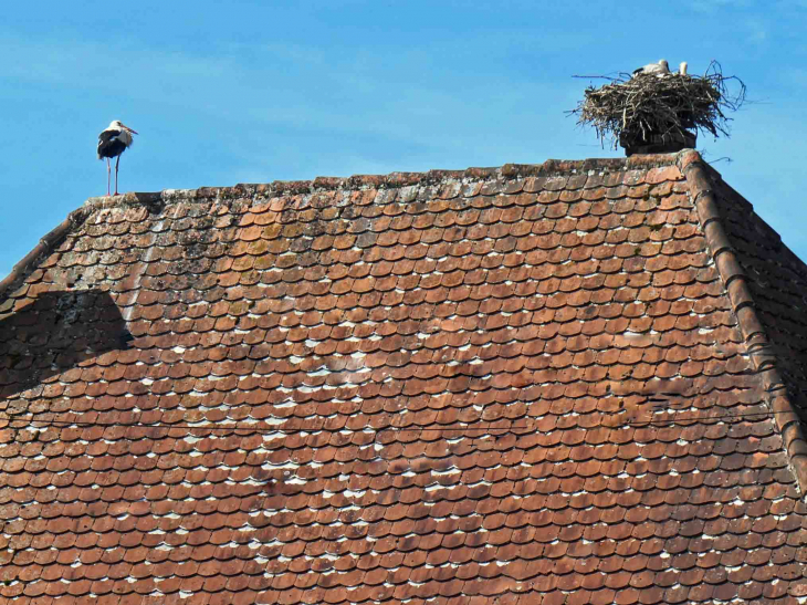 Cigognes sur les toits - Oberbronn