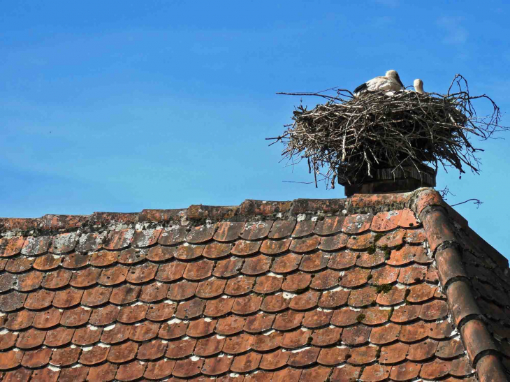 Cigognes sur les toits - Oberbronn