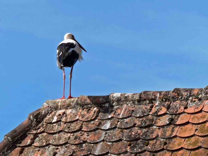 Cigognes sur les toits - Oberbronn