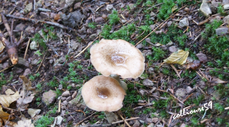 Champignons Cascade de Nideck ( très belle randonnée ) - Oberhaslach