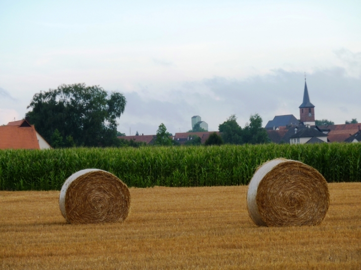 Les moissons - Juillet 2010 - Salmbach