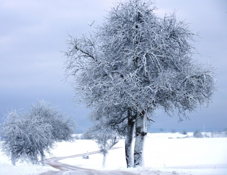 Paysage hivernal - Salmbach