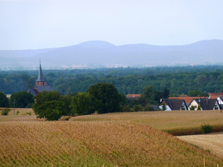 Salmbach Champ de maïs