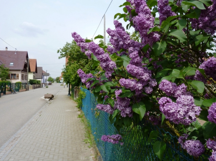 Rue de la Forêt  Crédit: Yolande Hickel - Salmbach