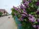 Rue de la Forêt  Crédit: Yolande Hickel