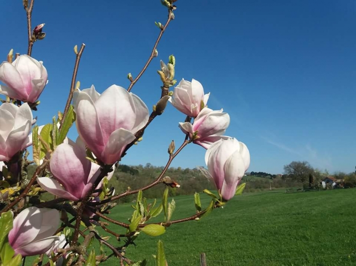 Des magnolias en alsace. - Sarrewerden