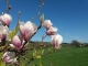Photo précédente de Sarrewerden Des magnolias en alsace.