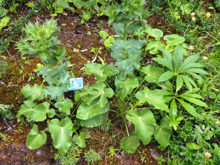 Le jardin botanique du Col de Saverne