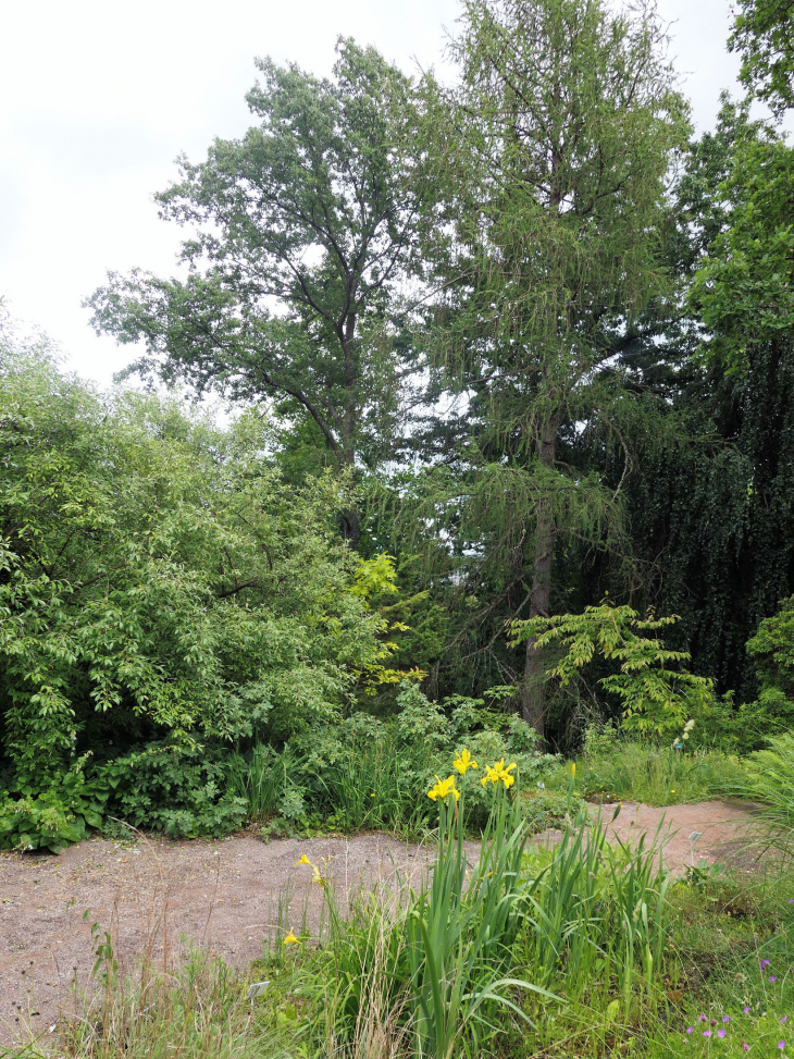 Le jardin botanique du Col de Saverne