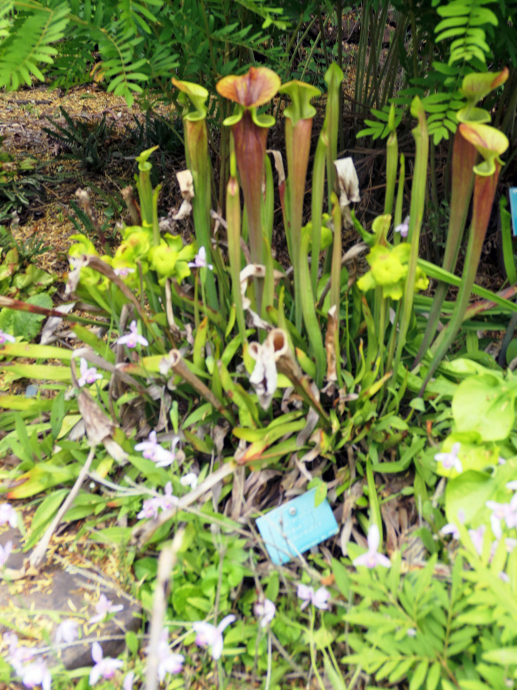 Le jardin botanique du Col de Saverne 