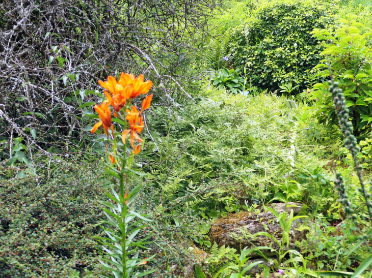 Le jardin botanique du Col de Saverne 