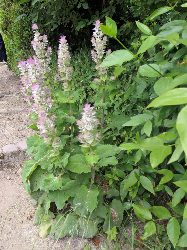 Le jardin botanique du Col de Saverne