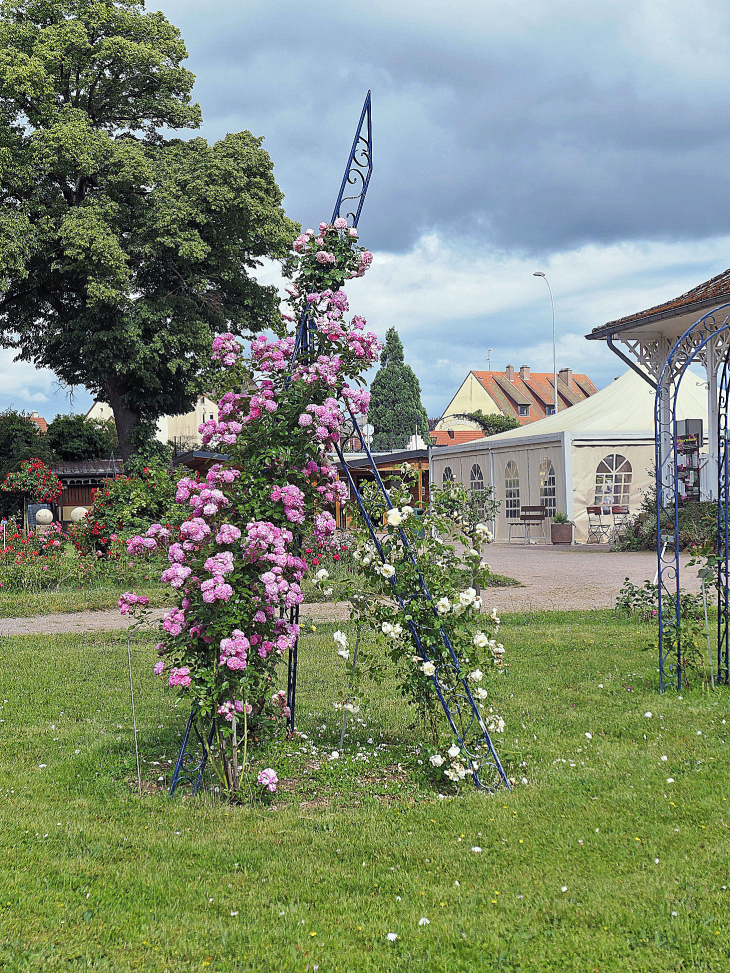 La roseraie - Saverne