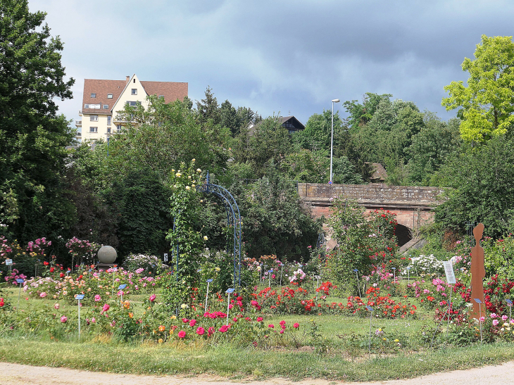 La roseraie - Saverne