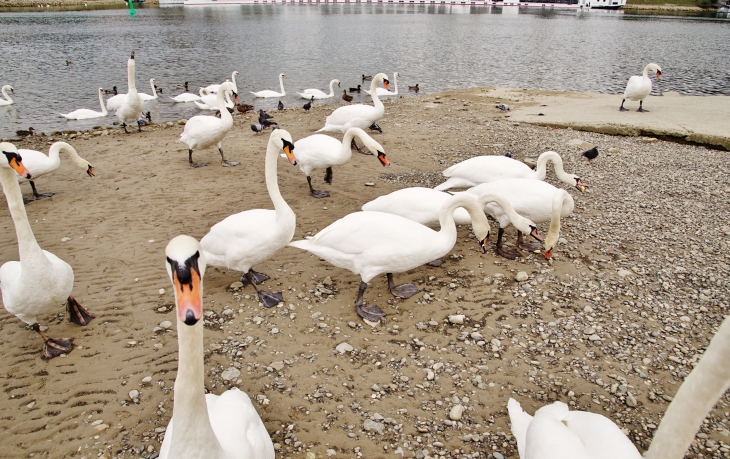 Cygnes sur le Rhin - Biesheim