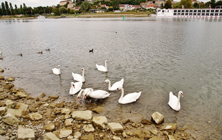 Cygnes sur le Rhin - Biesheim