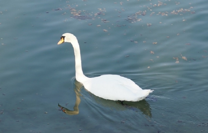 Cygnes sur le Rhin - Biesheim