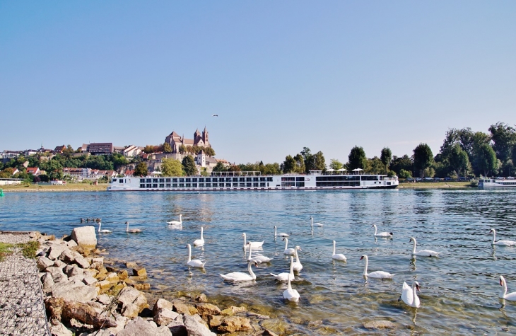 Cygnes sur le Rhin - Biesheim