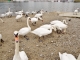 Photo précédente de Biesheim Cygnes sur le Rhin